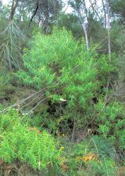 Veronica tairawhiti. Habit. Maraehara River, Gisborne.
 Image: M.J. Bayly © Te Papa CC-BY-NC 3.0 NZ